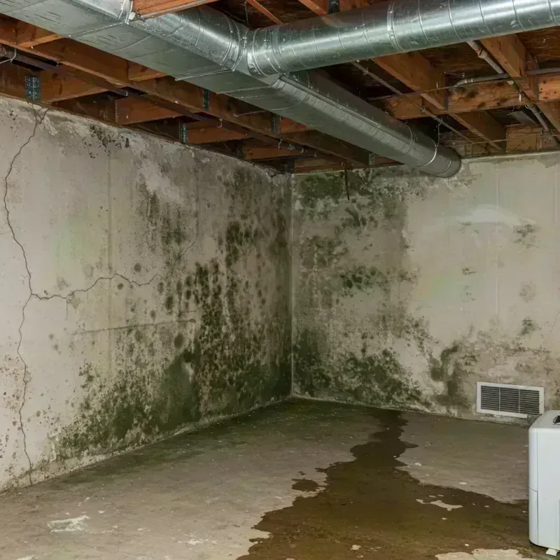 Professional Mold Removal in Thurmont, MD